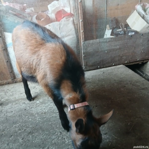 Tap Alpin Francez - imagine 3