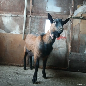 Tap Alpin Francez - imagine 4