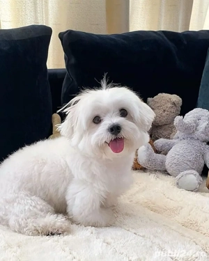 bichon maltez