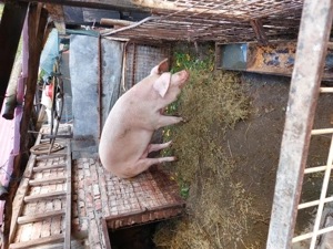 Porc mare de vânzare 