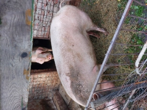 Porc mare de vânzare  - imagine 4