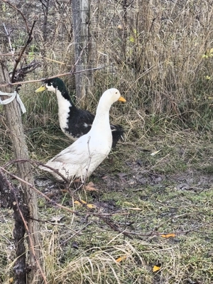 Rate românești de vânzare 