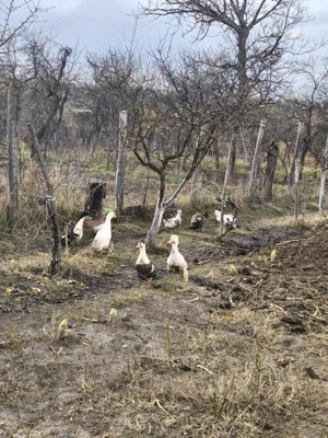 Rate românești de vânzare  - imagine 2