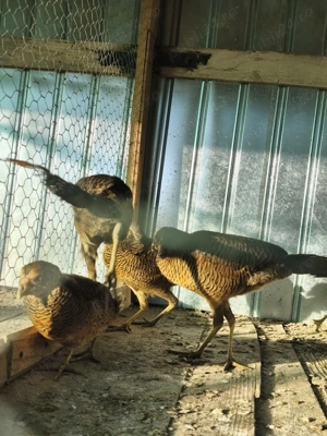 Vând fazani auriu pe rosu de anul acesta  - imagine 2