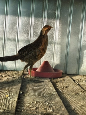 Vând fazani auriu pe rosu de anul acesta 