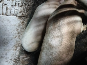 Porc de vânzare! - imagine 2