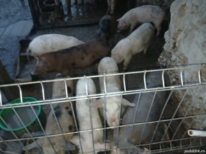 Purcei de vanzare judetul Constanta localitatea cotu vaii - imagine 2