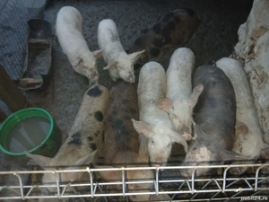 Purcei de vanzare judetul Constanta localitatea cotu vaii - imagine 3