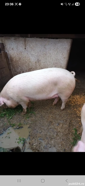 porci de vânzare 200 kg 18 lei kg