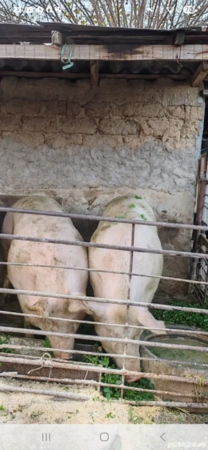porci de vânzare 200 kg 18 lei kg - imagine 2