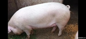 porci de vânzare 200 kg 18 lei kg - imagine 3