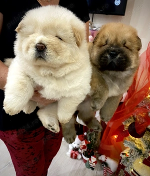Căței de vânzare Chow Chow 
