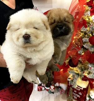 Căței de vânzare Chow Chow  - imagine 2