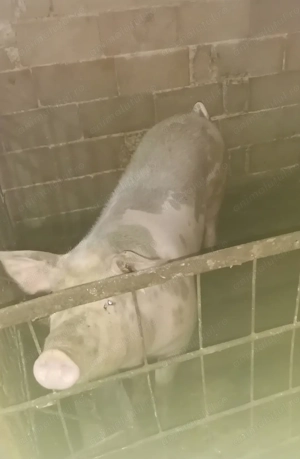 Vând porc crescut Bio 