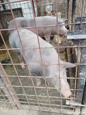 Porc pietrain crescut bio  - imagine 4