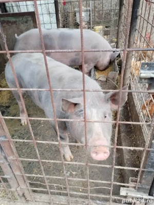 Porc pietrain crescut bio  - imagine 5