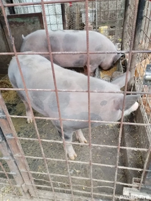 Porc pietrain crescut bio  - imagine 3