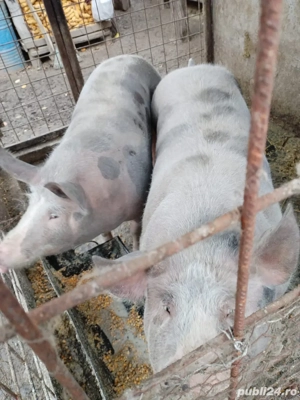 Porc pietrain crescut bio  - imagine 2