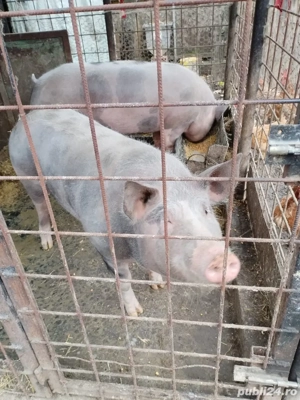 Porc pietrain crescut bio 