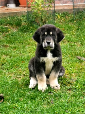 Femelă ciobănesc de asia centrală cu pedigree  - imagine 2