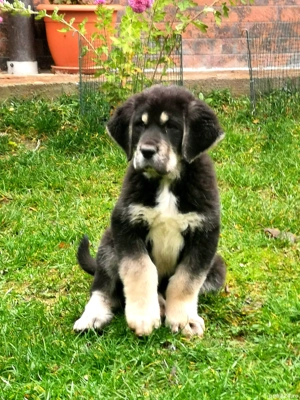 Femelă ciobănesc de asia centrală cu pedigree  - imagine 3