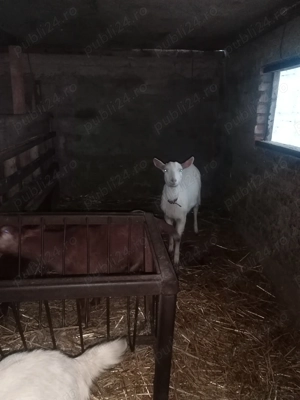 Porci si iezi de vânzare 