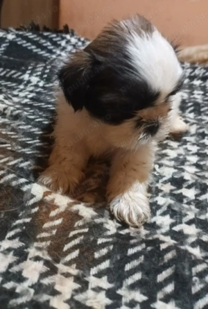 Vând căței Shishtzu - imagine 3