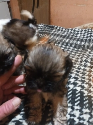 Vând căței Shishtzu - imagine 2