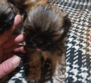 Vând căței Shishtzu - imagine 5