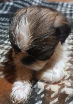 Vând căței Shishtzu - imagine 4