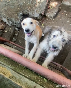 donez urgent caini ciobanesti o fata si un baita 