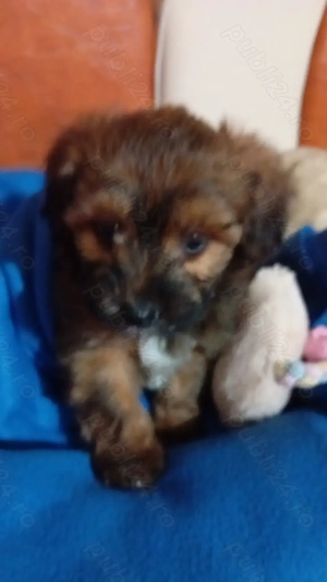 Phantom Maltipoo Toy