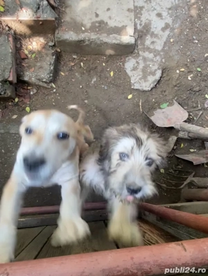 donez urgent caini ciobanesti o fata si un baita  - imagine 2