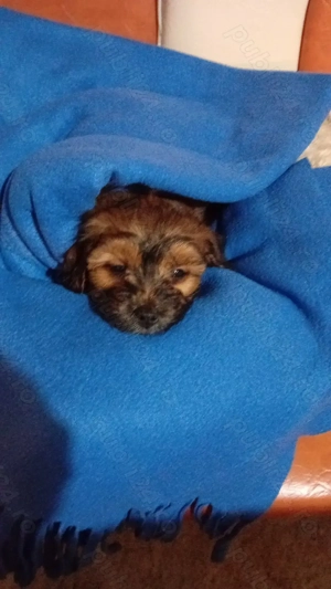 Phantom Maltipoo Toy - imagine 5