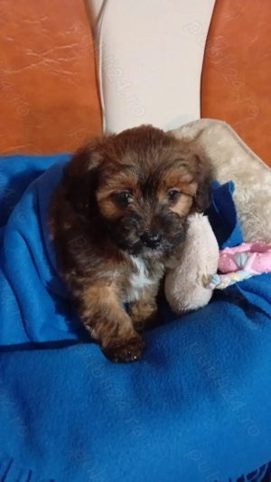 Phantom Maltipoo Toy - imagine 4