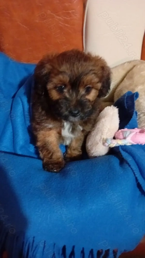 Phantom Maltipoo Toy - imagine 2