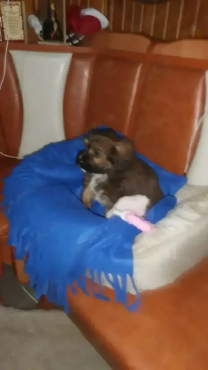 Phantom Maltipoo Toy - imagine 3