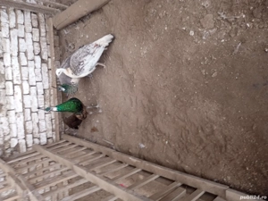 vind 1paun +2paunite