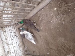 vind 1paun +2paunite - imagine 2