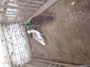 vind 1paun +2paunite - imagine 3