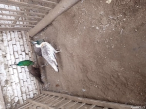 vind 1paun +2paunite - imagine 4