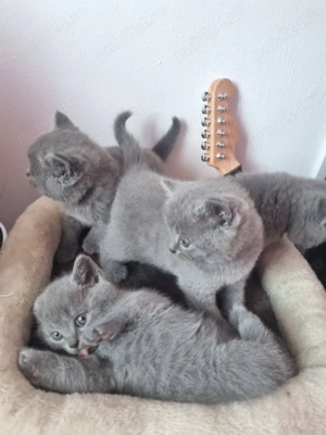 Pui British Blue Shorthair  - imagine 2