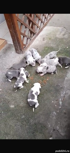 Pui American Bully XL disponibili!