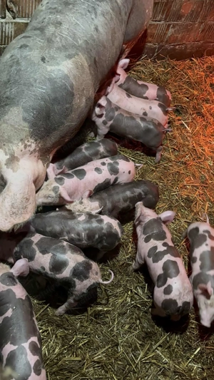 purcei pietran belgian