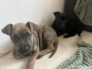 Vand Pui de Amstaff   adorabili, sănătoși și pregătiți pentru familii responsabile! 