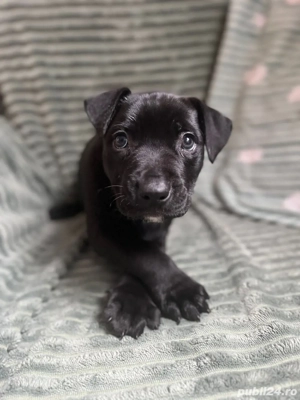 Vand Pui de Amstaff   adorabili, sănătoși și pregătiți pentru familii responsabile!  - imagine 2