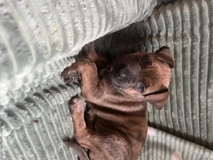 Vand Pui de Amstaff   adorabili, sănătoși și pregătiți pentru familii responsabile!  - imagine 3