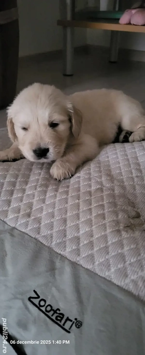Golden retriever născuți 3 nov. - imagine 3