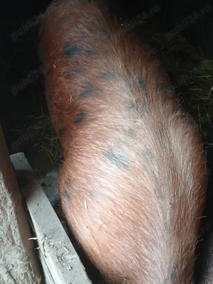 Porc de vanzare la 180 kg - imagine 2