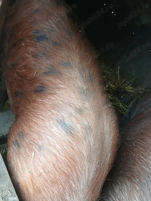 Porc de vanzare la 180 kg - imagine 3